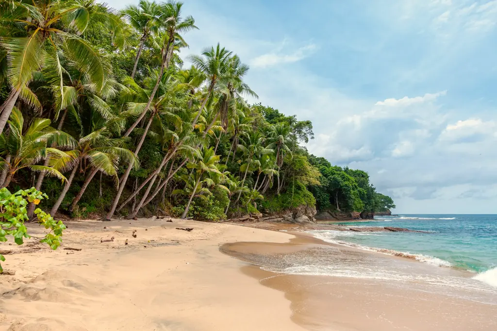Coconut palms leaning over a quiet beach